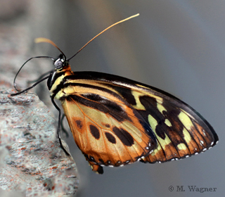 Harmonia Tiger-Wing-17-07-2023